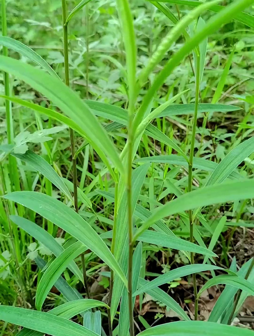 狭叶柴胡又叫北柴胡,你家乡有这种柴胡吗?