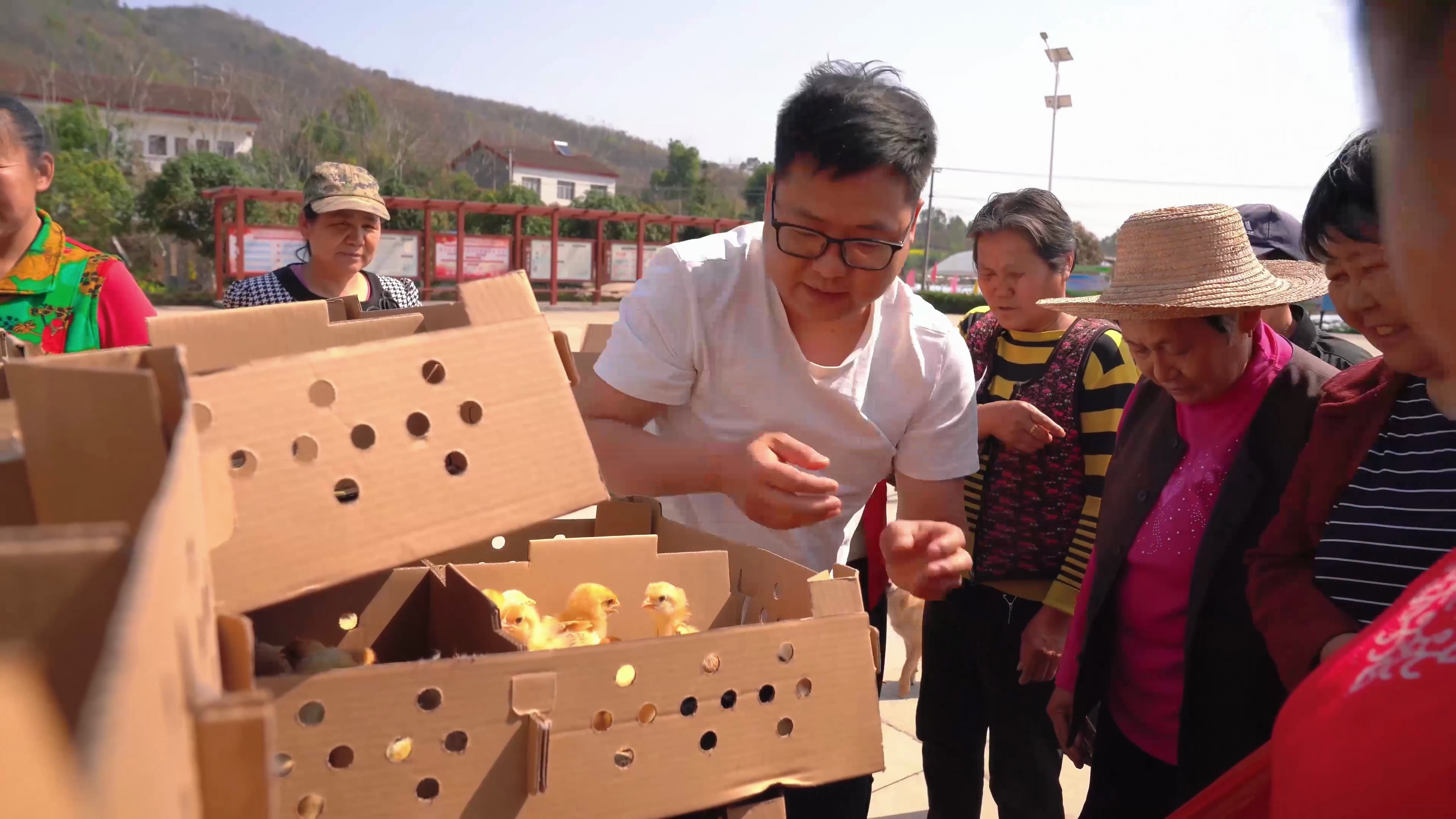 哥俩提供鸡苗给村里人养,希望能把家乡好的产品推广出去