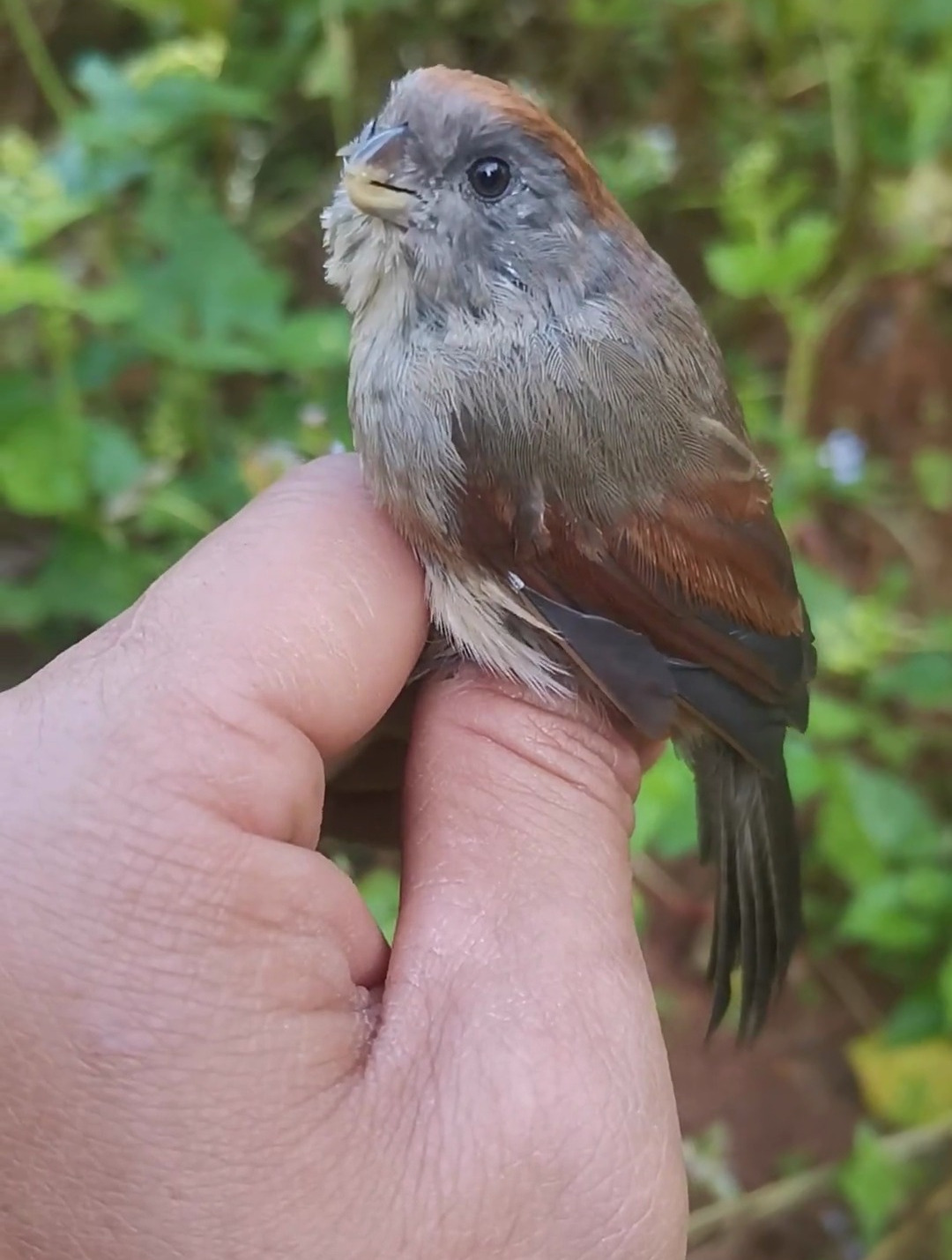 山上捡了一只呆萌的黄豆鸟