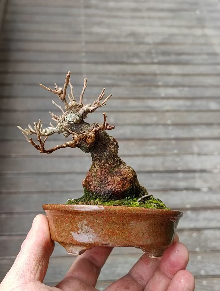 野茉莉盆景制作技巧分享,盆景艺术