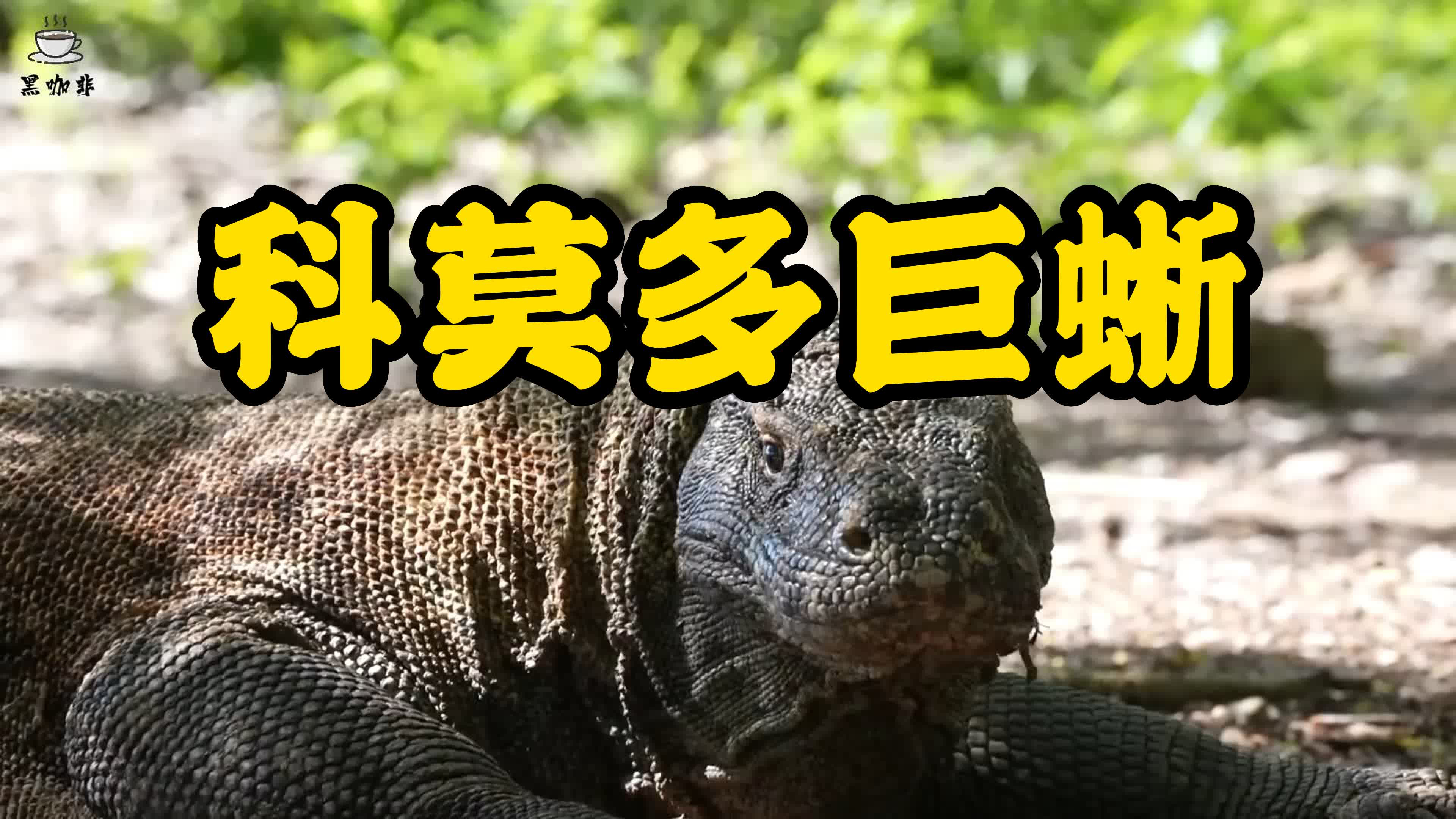 罕见最大蜥蜴,被“神话”的科莫多巨蜥,真正实力究竟如何?