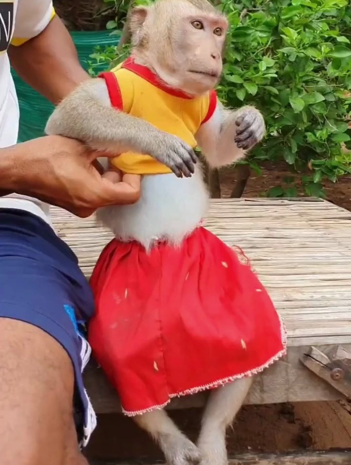 给小猴子穿衣服,没想到头太大卡住了,不过小猴子也太听话了!