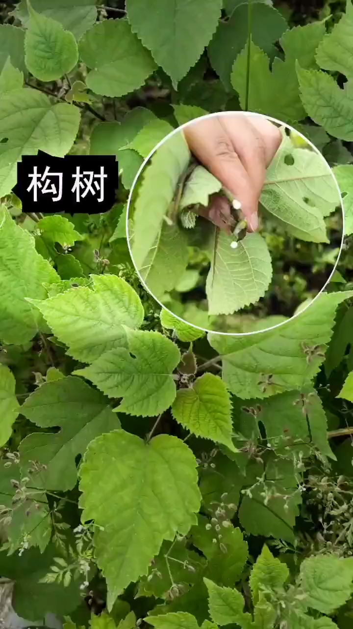 构树,也有人叫它奶树和钞票树,它的汁,也有大用