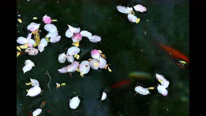 [图]最是人间留不住，朱颜辞镜花辞树——蝶恋花·王国维