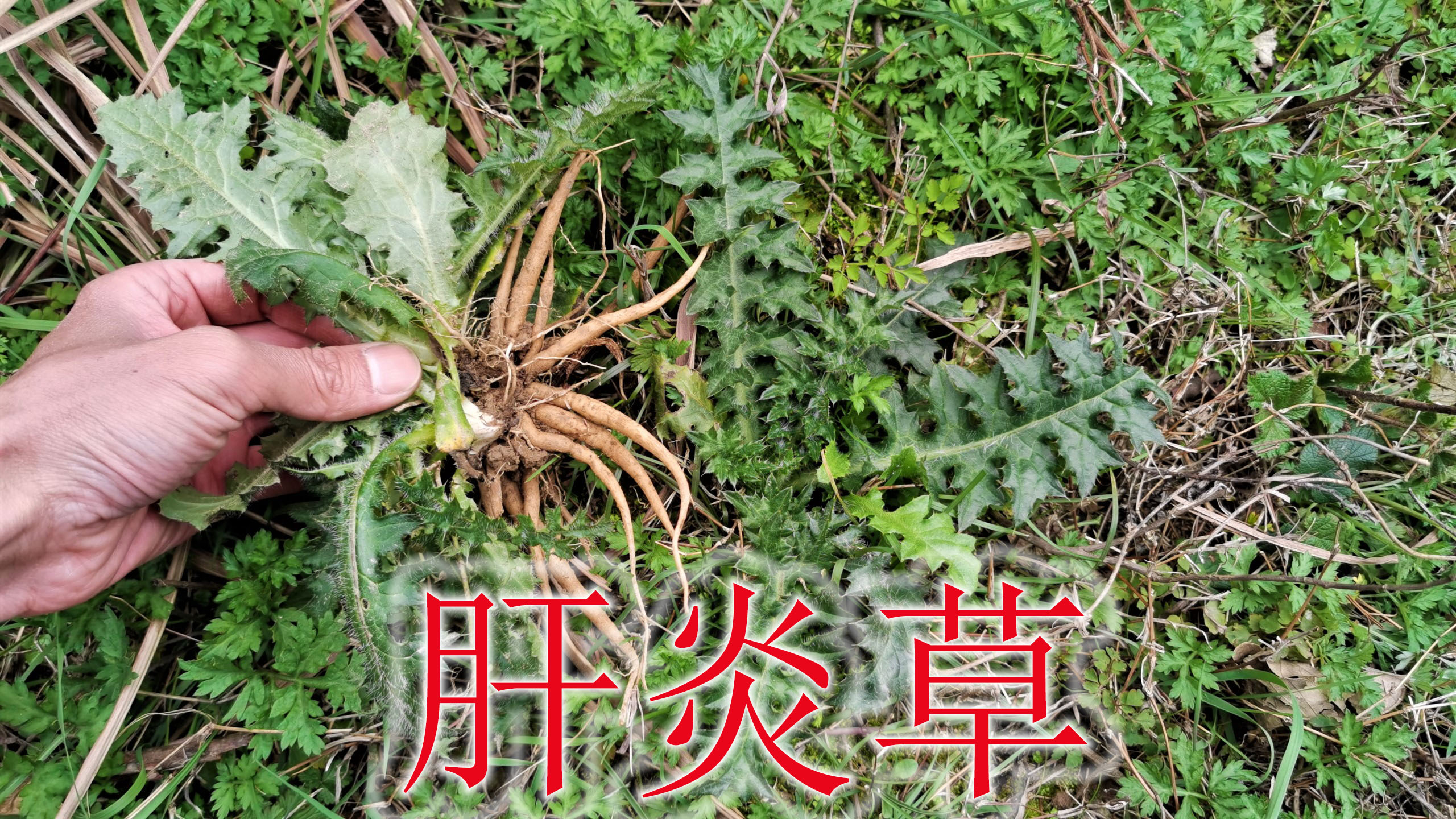 山野菜中的极品“蓟”,采药人称为“肝炎草”,农村人常采摘来吃