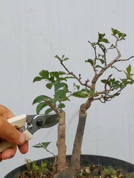 一颗双杆老鸦柿素材,分枝点过高,该如何修剪取舍?看操作!-度小视