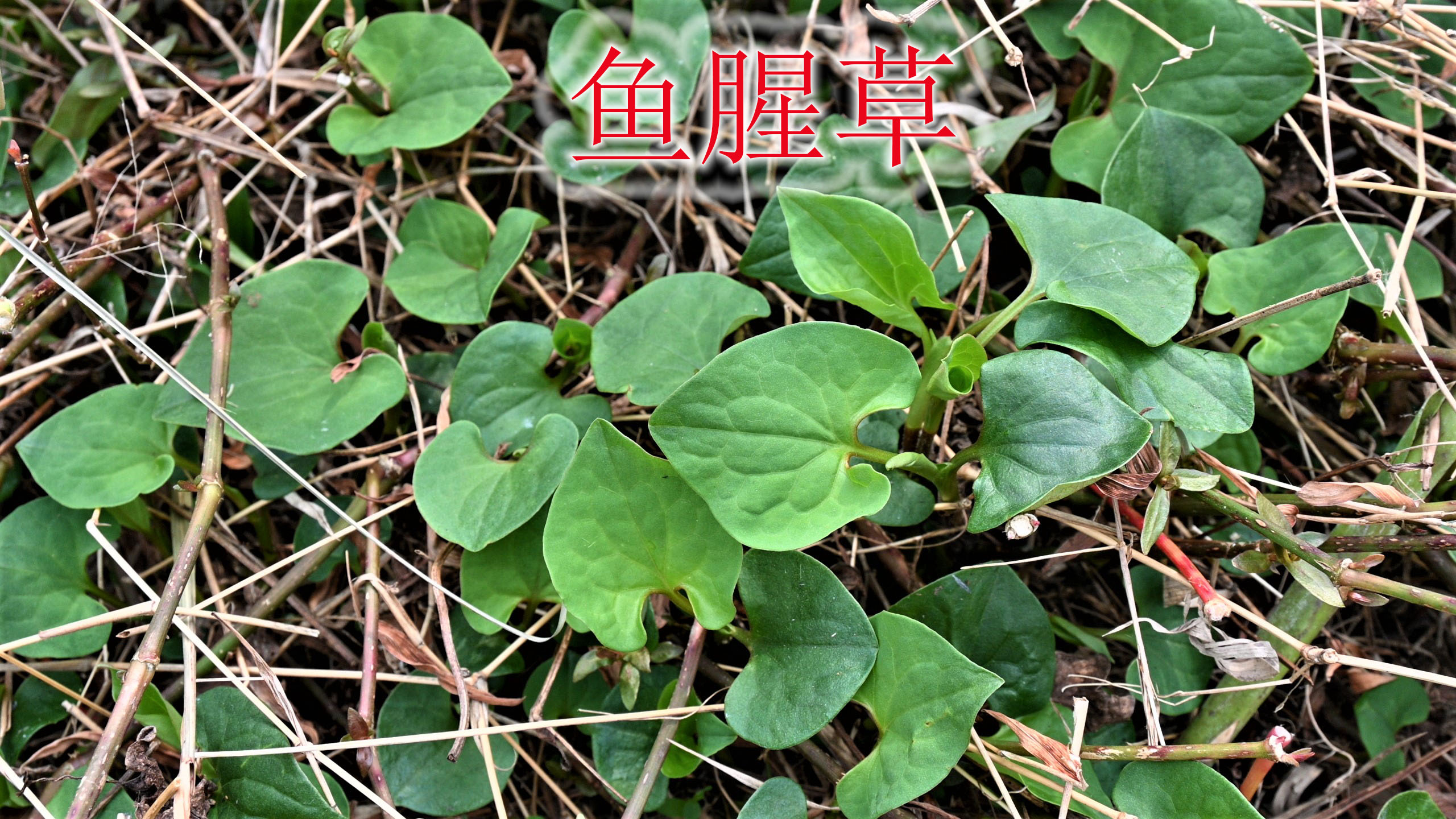 鱼腥草是家乡的味道!春天采摘嫩茎叶来吃,凉拌的味道喜欢吗?
