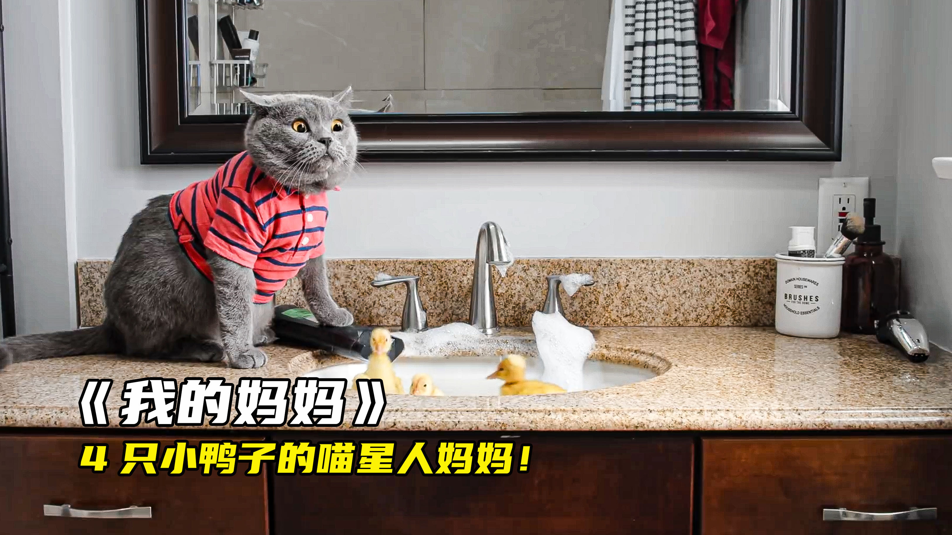 4只小鸭子当上网红以后,居然抛弃了猫咪妈妈
