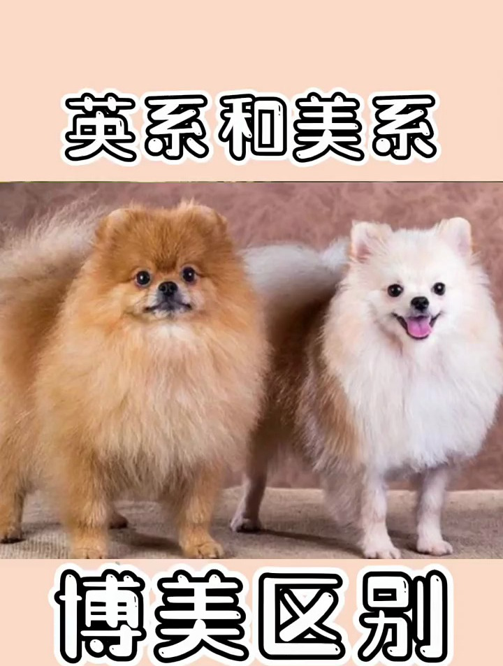 西施犬和博美的杂交图片