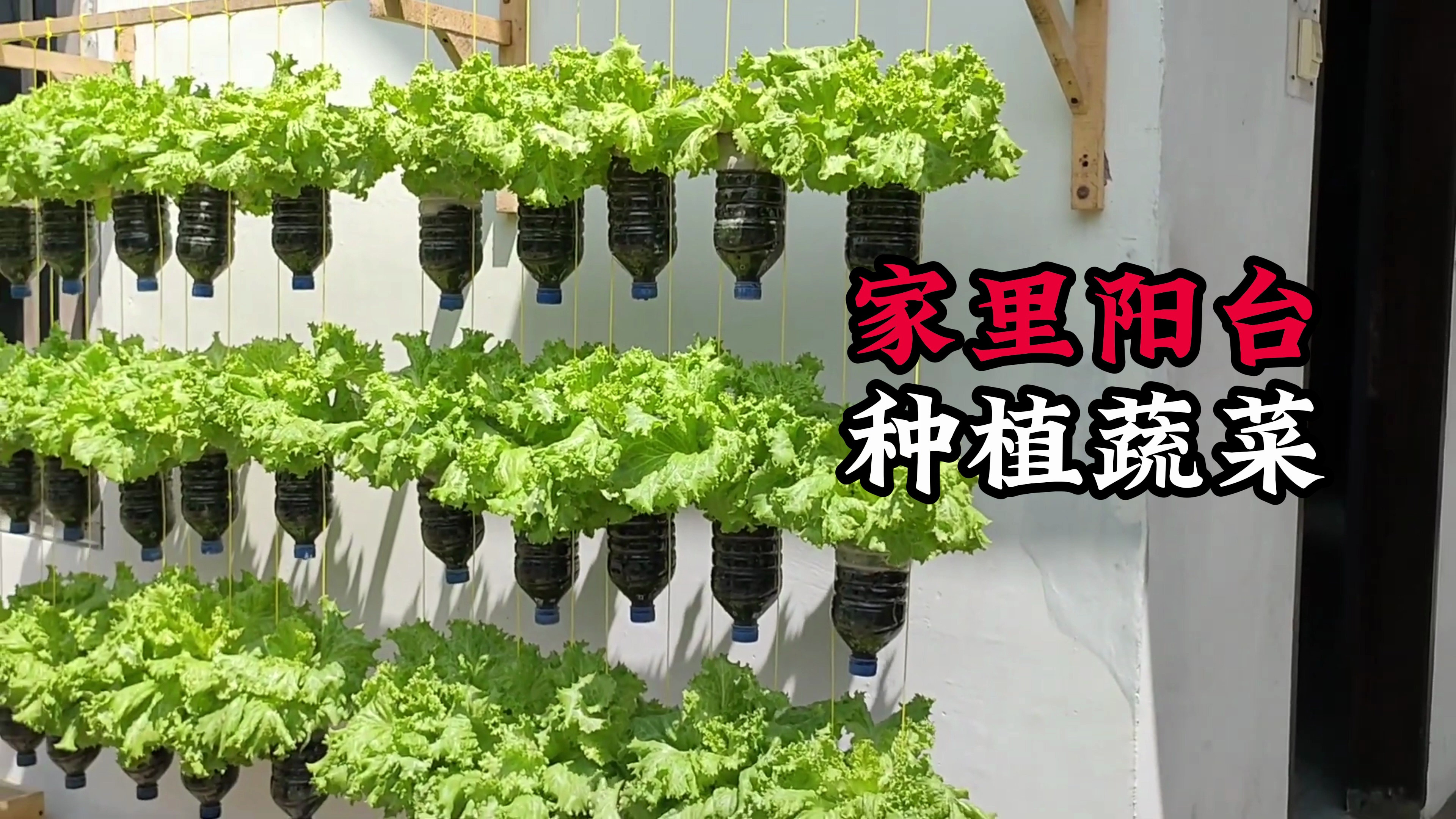如何在阳台种菜呢 小伙教你只需一些塑料瓶就能解决阳台种菜问题