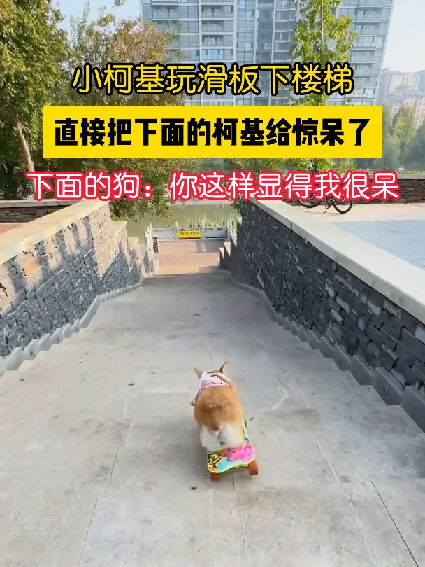 小柯基玩滑板下楼梯,直接把下面的柯基给惊呆了,下面的狗:你这样显得