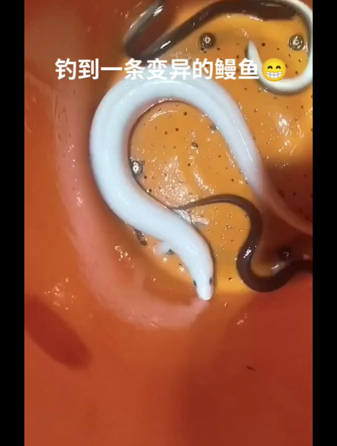 白色鳗鱼图片