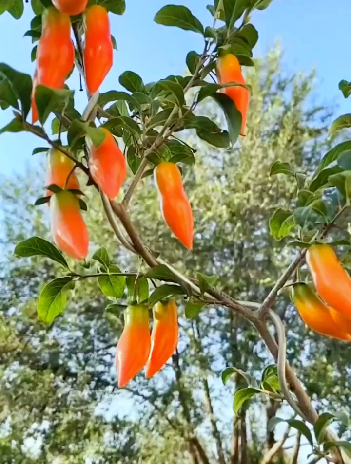 老鸦柿梦之雫是永远经典品种,虽说现在乱市了!品种不会错的!-度小视