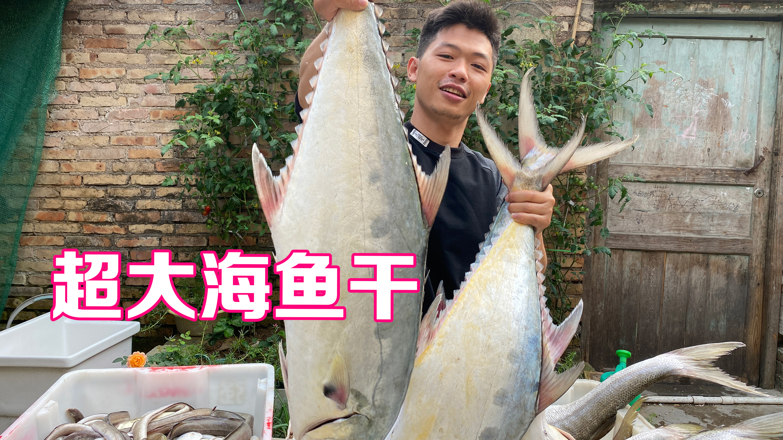 休渔期前最后一批海鱼干,又大又肥,看来端午节又能大餐一顿了