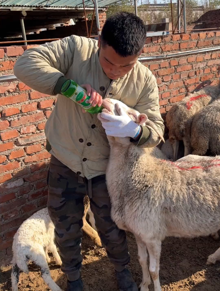 给羊驱虫,一年驱四次虫,驱虫不到位羊膘情就不好 农村创业养殖-度小视
