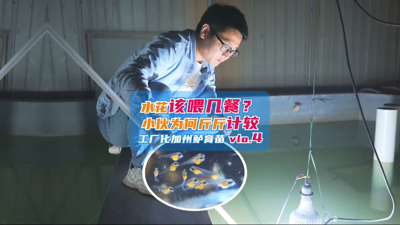 加州鲈水花一天要喂几餐?水产养殖 加州鲈 三农 (1)