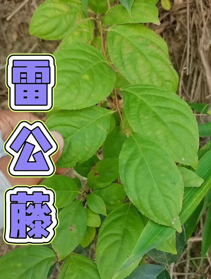 植物科普雷公藤有毒勿亂用