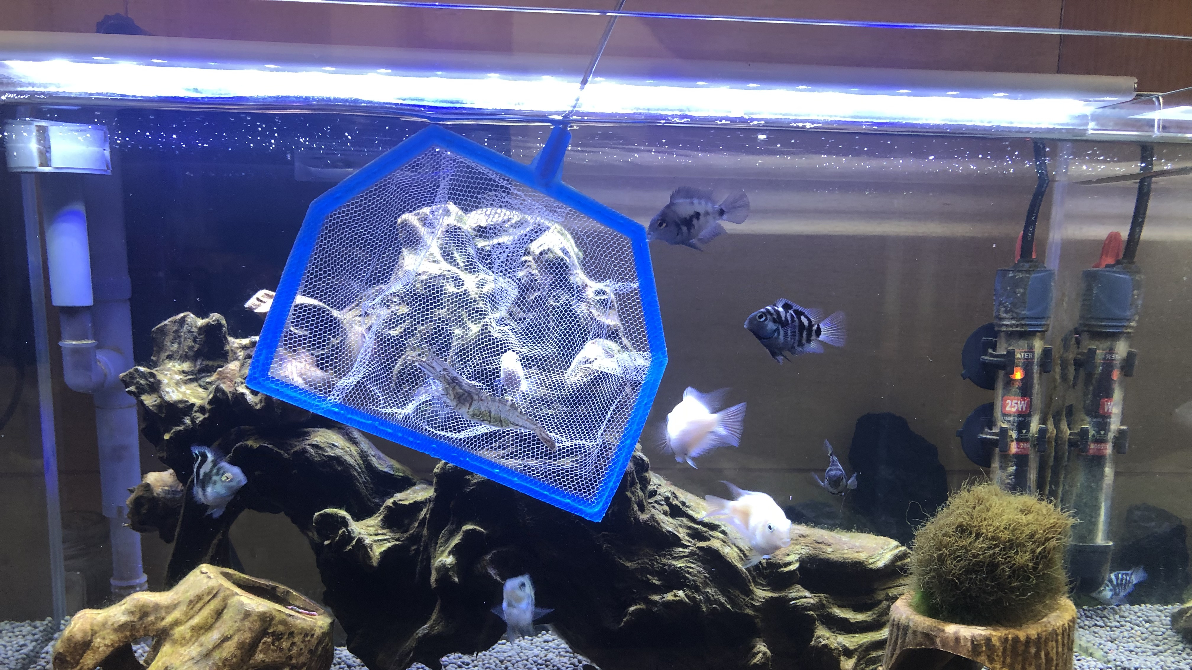 观赏虾吃了这东西自己怀孕了,小哥亲自试验,养鱼新手不妨试试!