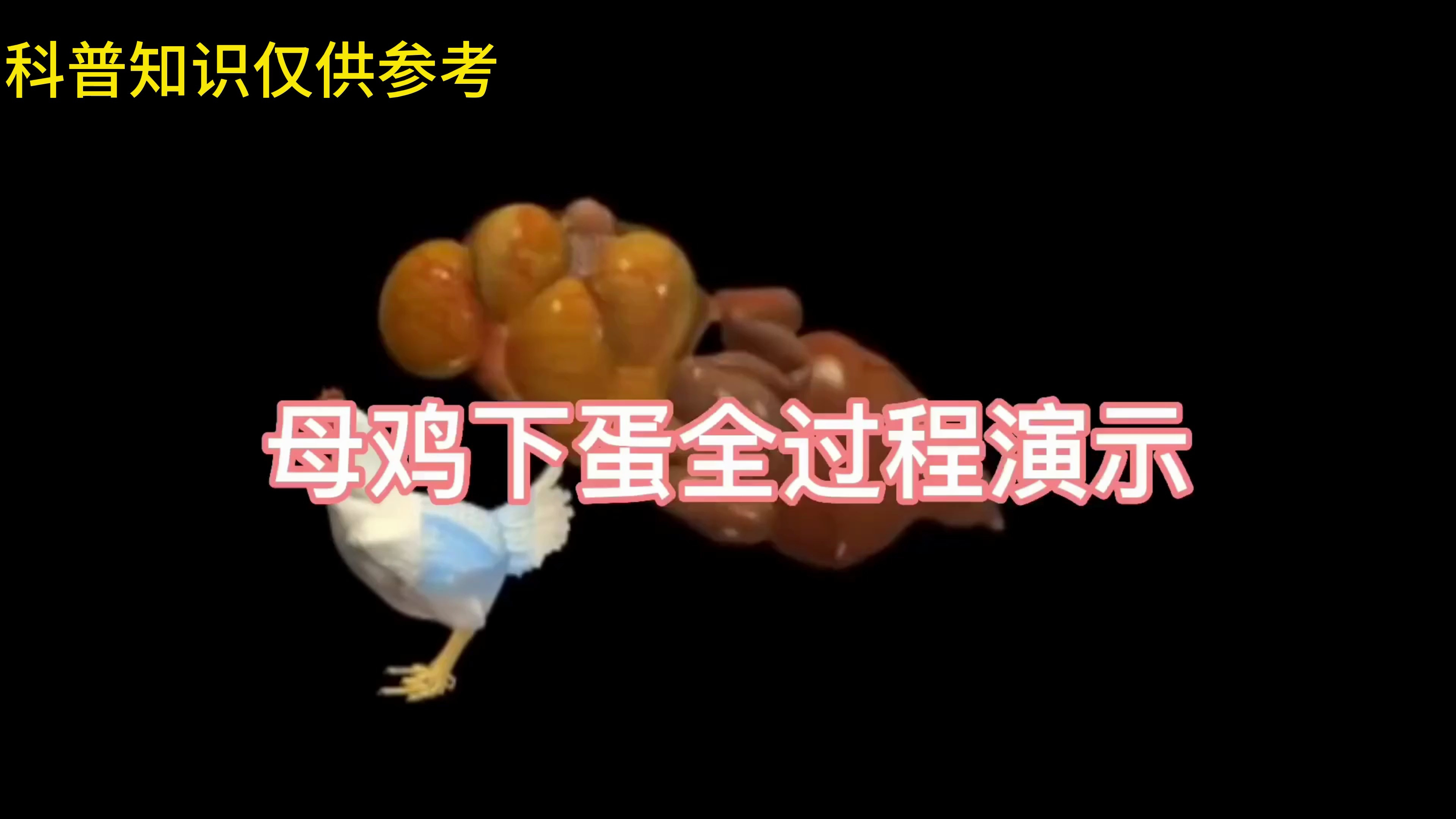 动画演示母鸡下蛋全过程。科普知识仅供参考