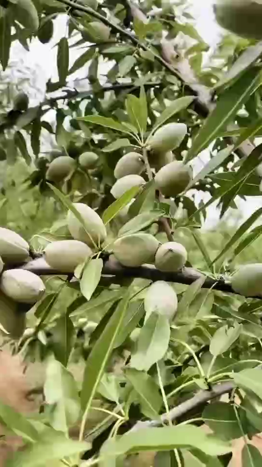 巴旦木树苗 五年巴旦木树鲜果挂满枝头,清甜可口 纸皮巴旦木