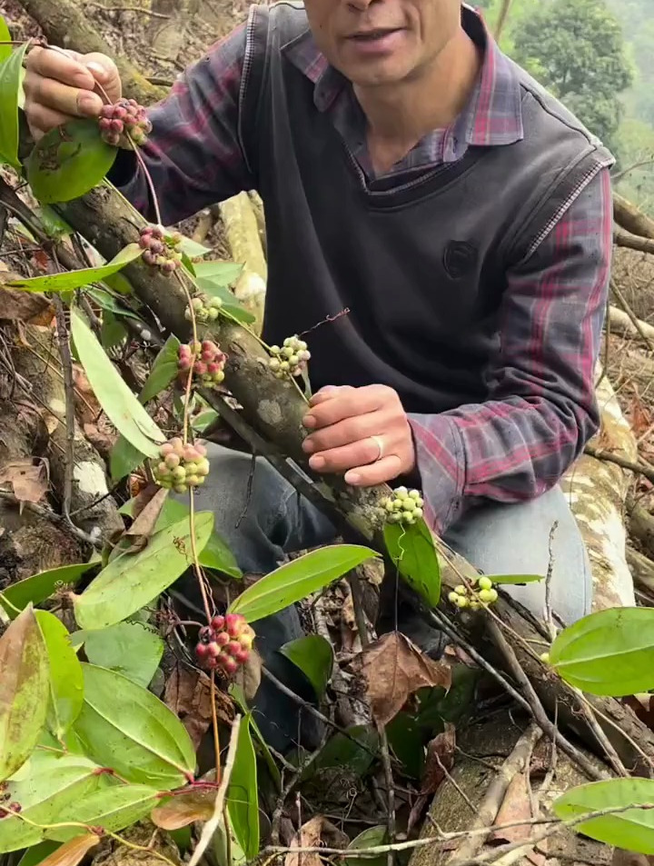 大山野生名贵草药图片