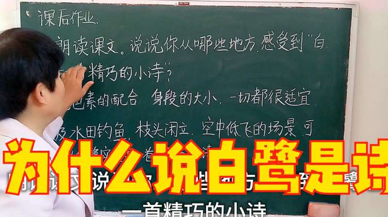 说一说,从哪些地方感受到“白鹭是一首精巧的小诗”?