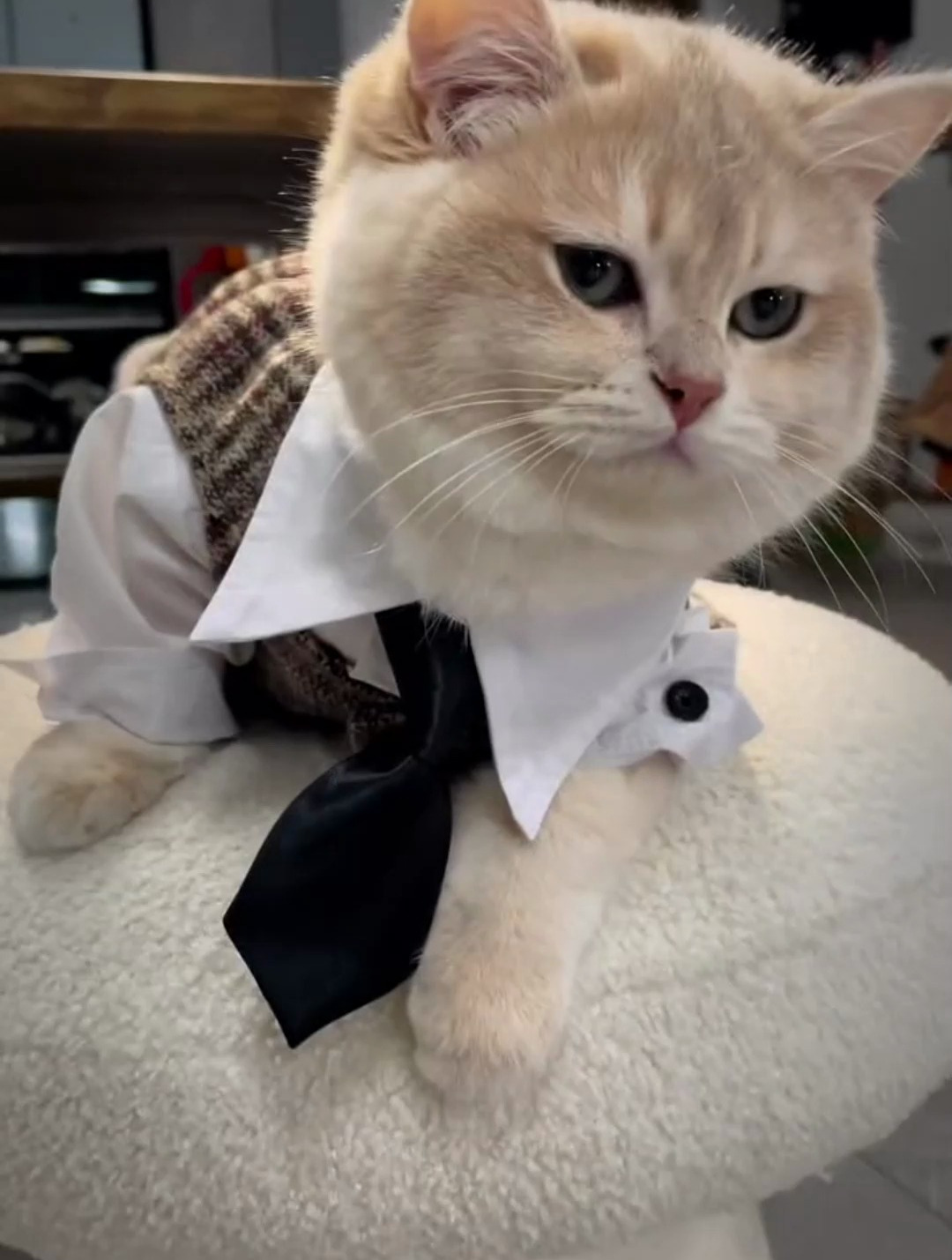 谁能拒绝傻憨憨的小猫咪记录猫咪日常被迫营业的猫猫