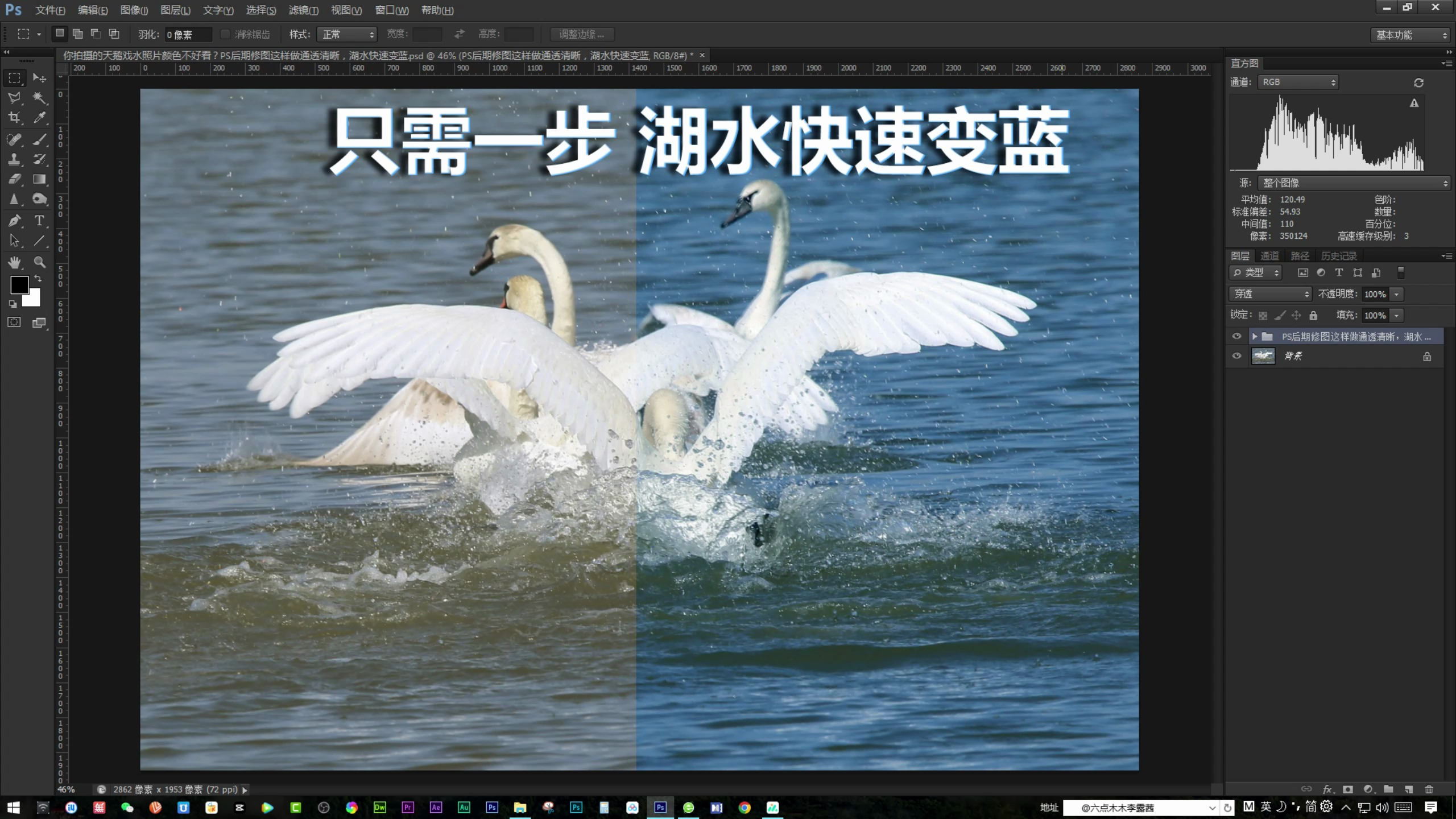 拍摄的天鹅戏水照片颜色不好看?PS后期修图这样做,湖水快速变蓝
