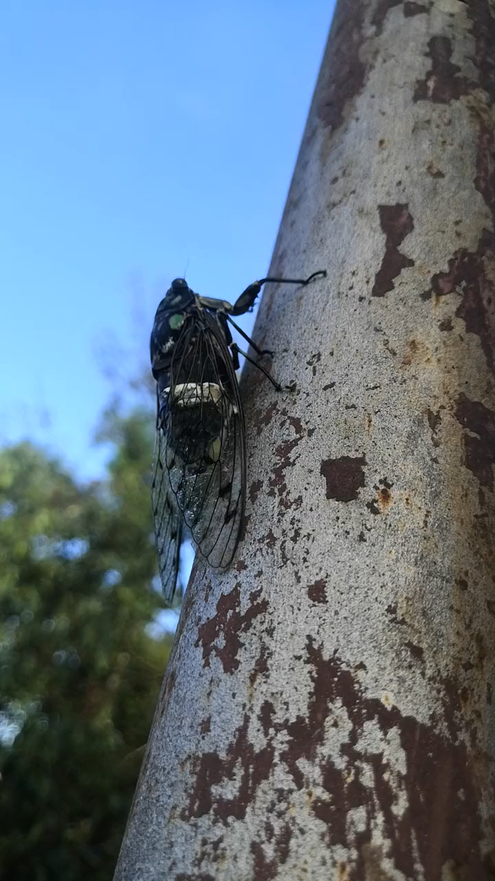 雄蝉被人们誉为"不知疲倦的歌手"-度小视