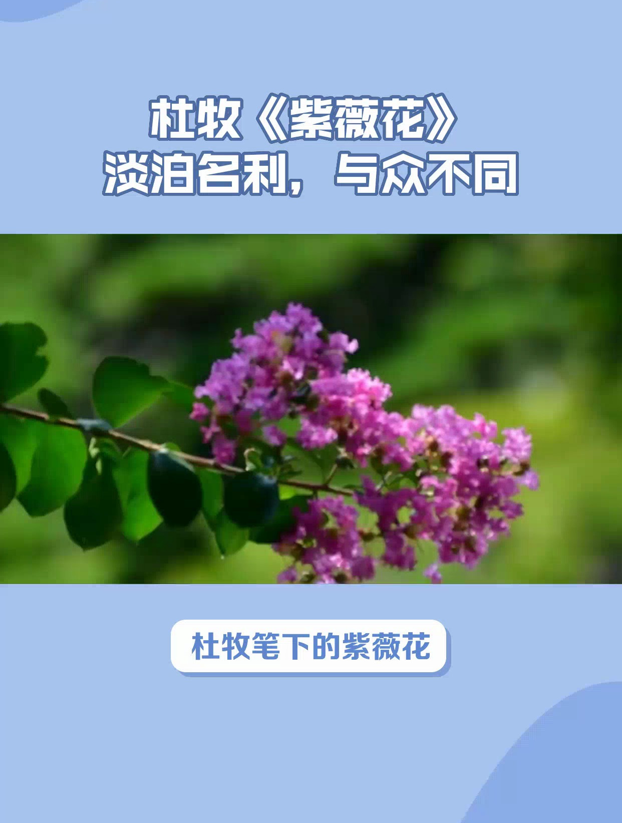 紫薇花 杜牧图片