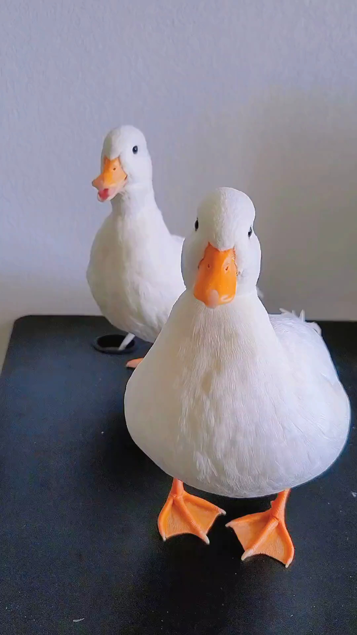 看完就好好睡一觉,相信明天会更好 柯尔鸭 宠物 治愈 可爱