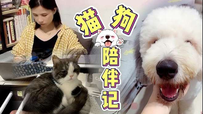 [图]撒娇小猫趁狗狗去洗澡偷偷在家独占铲屎官，狗回家后沙发也不敢抢