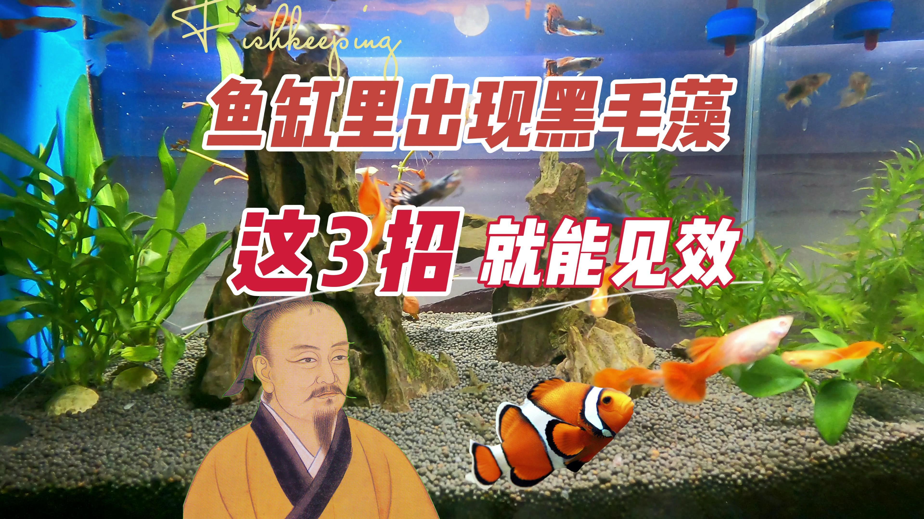鱼缸里出现了黑毛藻,一般这3种方法就能见效:养鱼笔记第3季47集