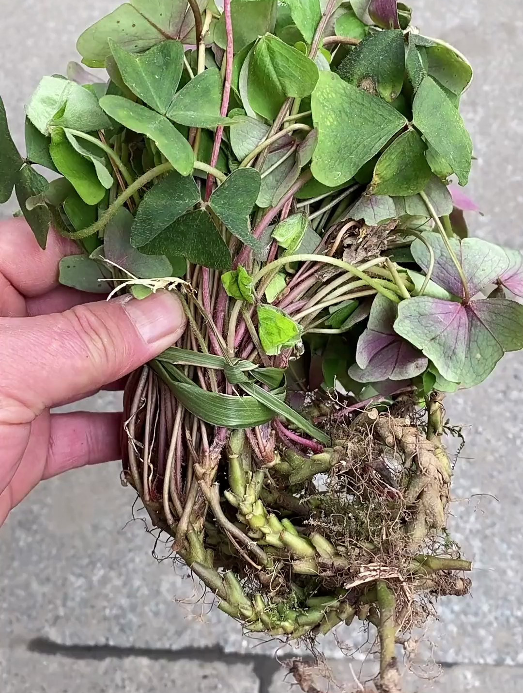 夜关门是一种神奇的植物……-度小视