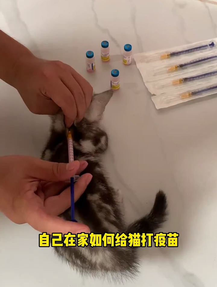 自己给猫打疫苗图解图片