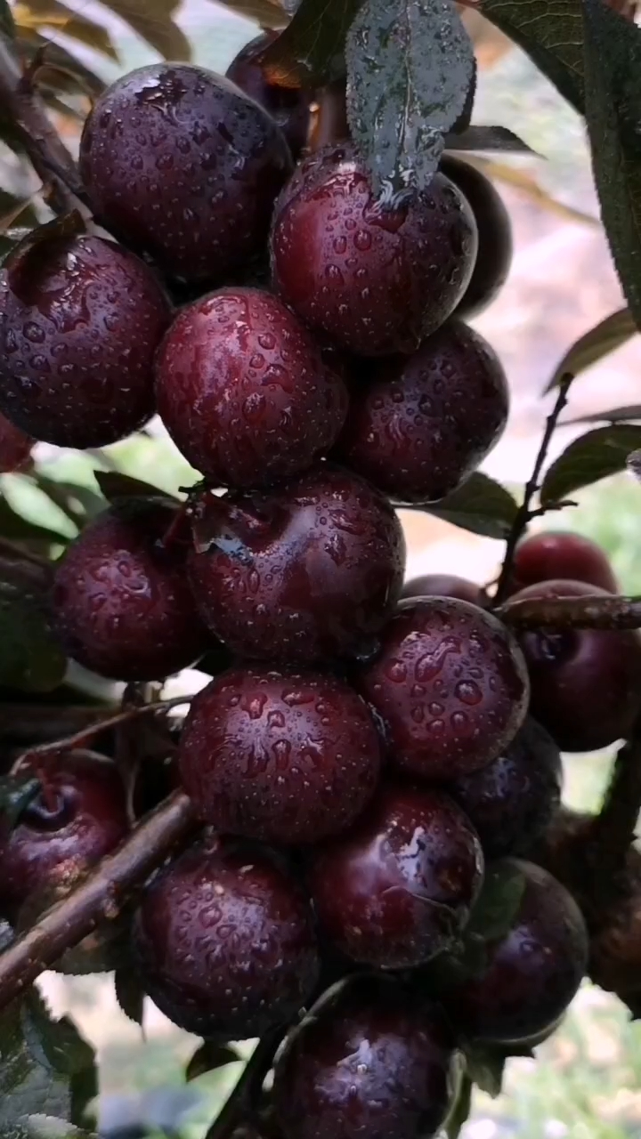 黑珍珠钙果果树苗介绍