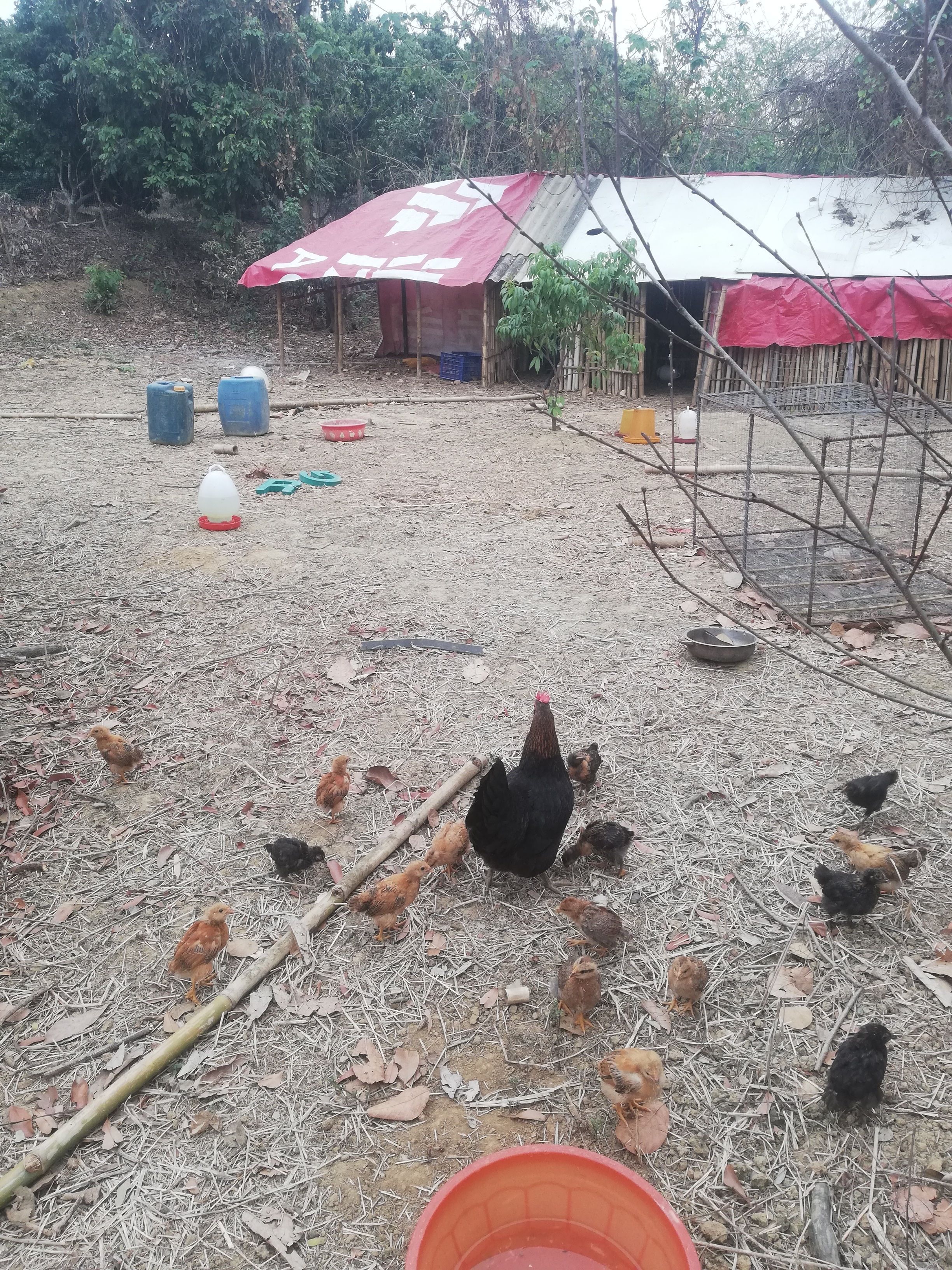 广西农村果园养土鸡,听说喂辣椒可以少病今天试试看