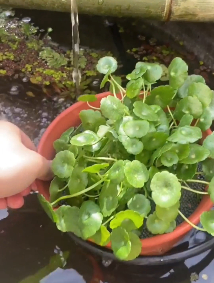 室外鱼缸非常适合铜钱草