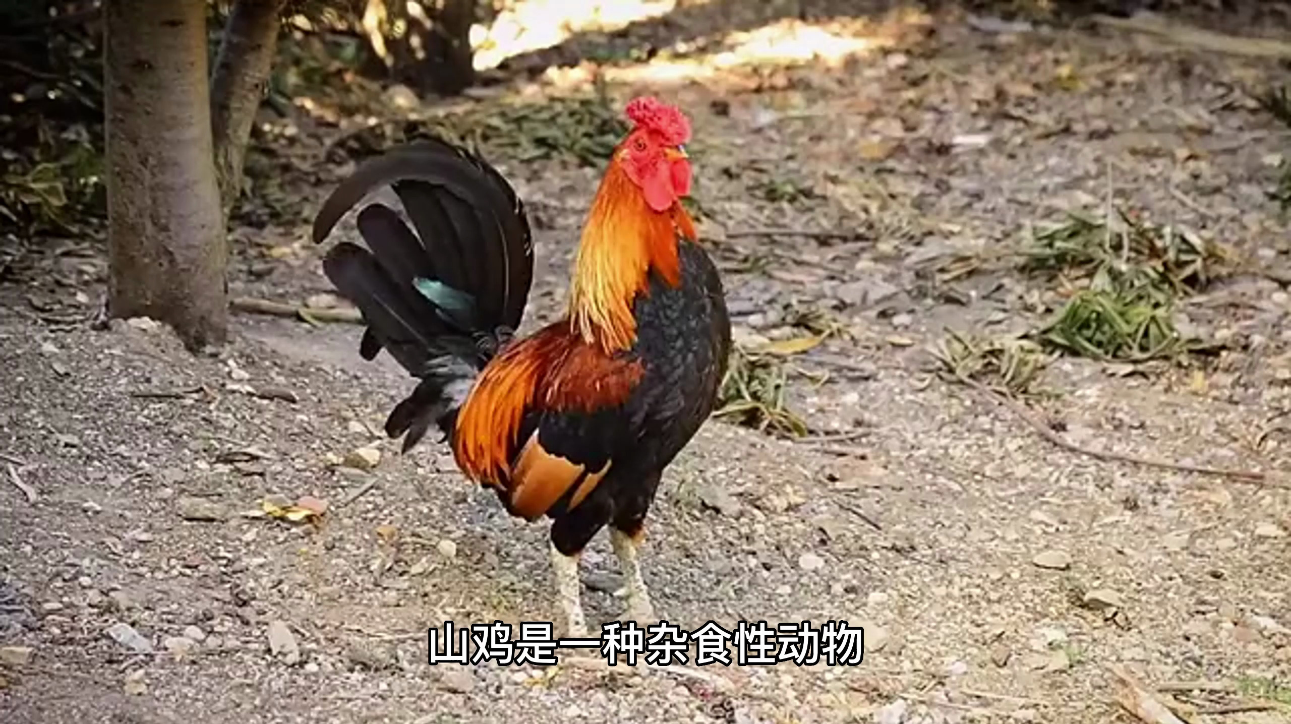 山鸡吃什么食物怎么喂养