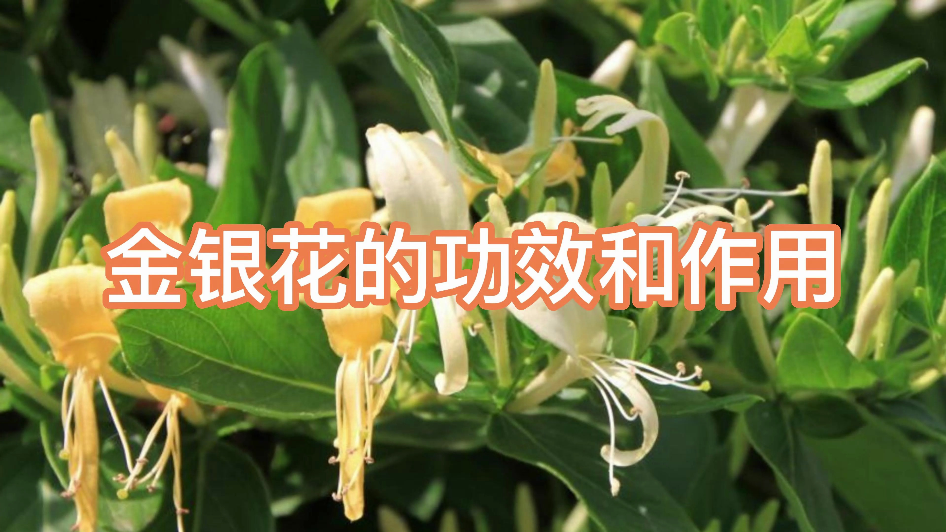 金银花的功效和作用