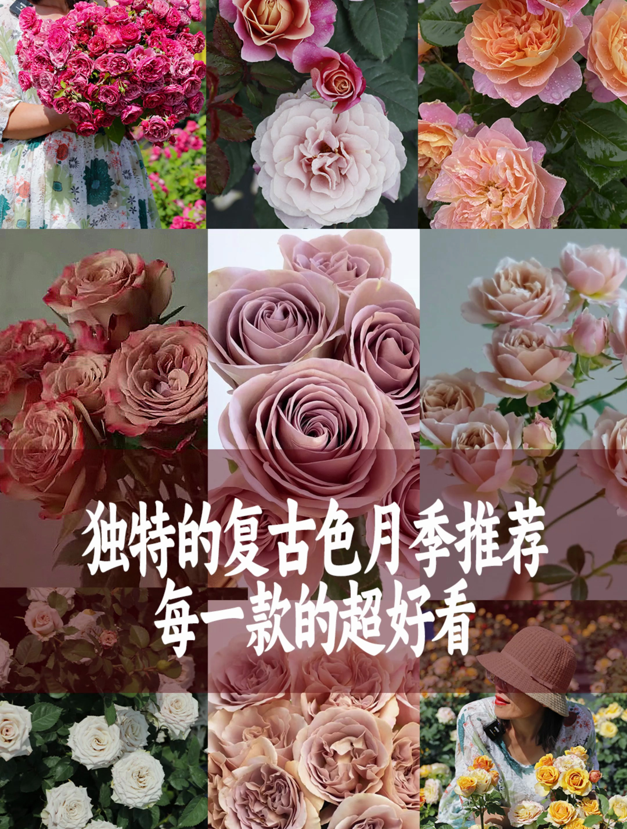 独特又小众的复古色月季推荐,每一款都有不一样的美