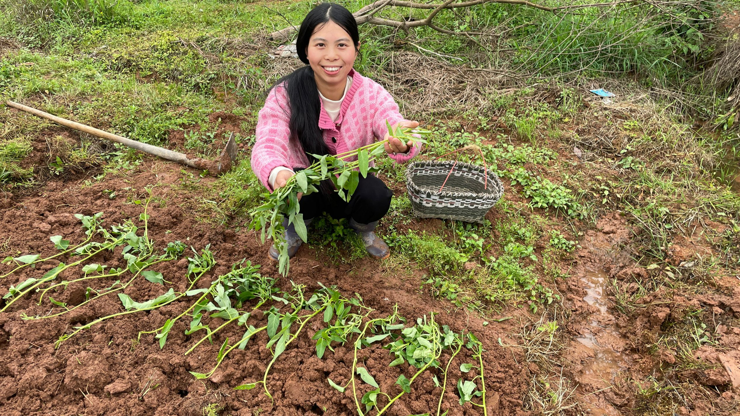 小秀去地里种空心菜,趴着藤长的水蓊菜,你们见过吗?