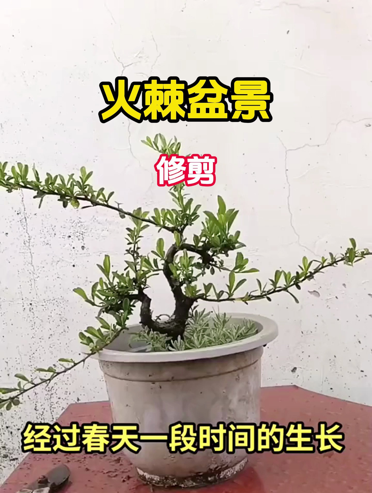 火棘盆景如何修剪?看看这位师傅对这盆是如何操作的吧-度小视