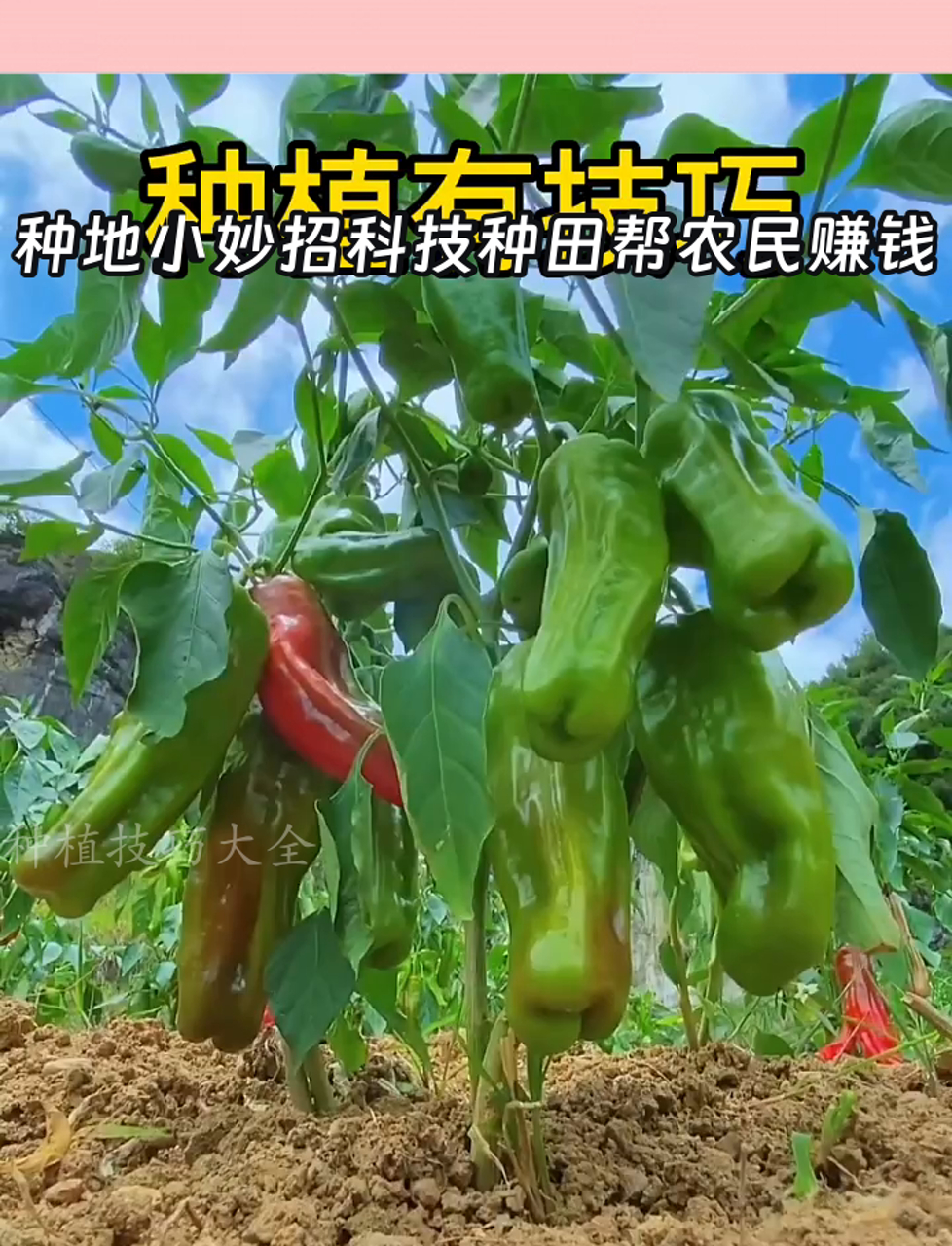 种地一亩地一年能赚多少钱(一亩地种庄稼一年能收入多少钱)