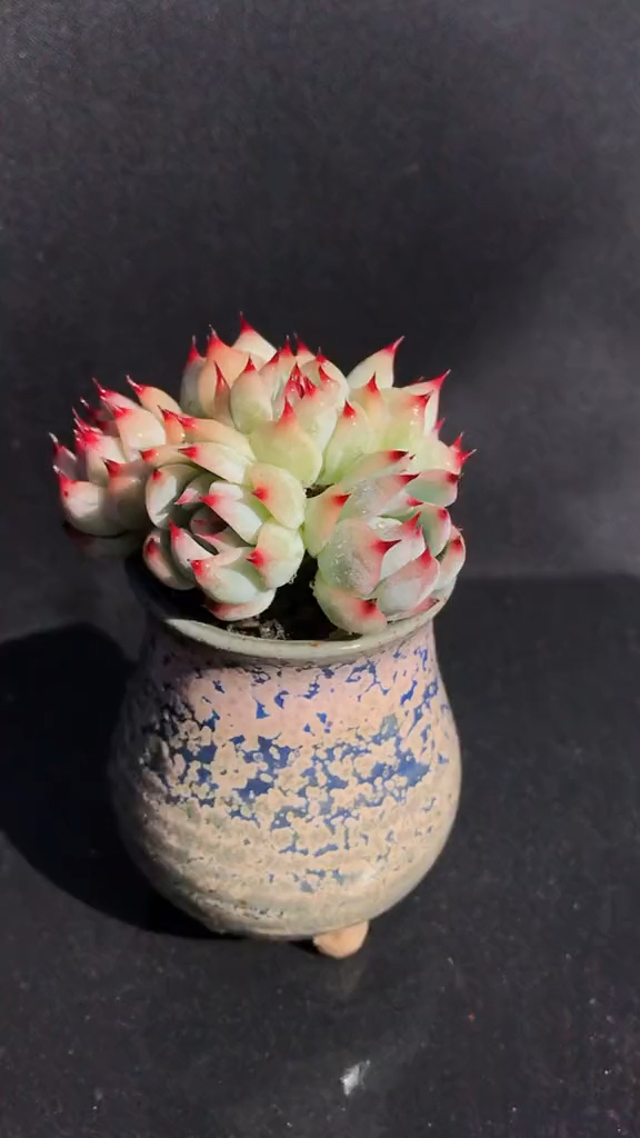 控养多肉植物 桃太郎