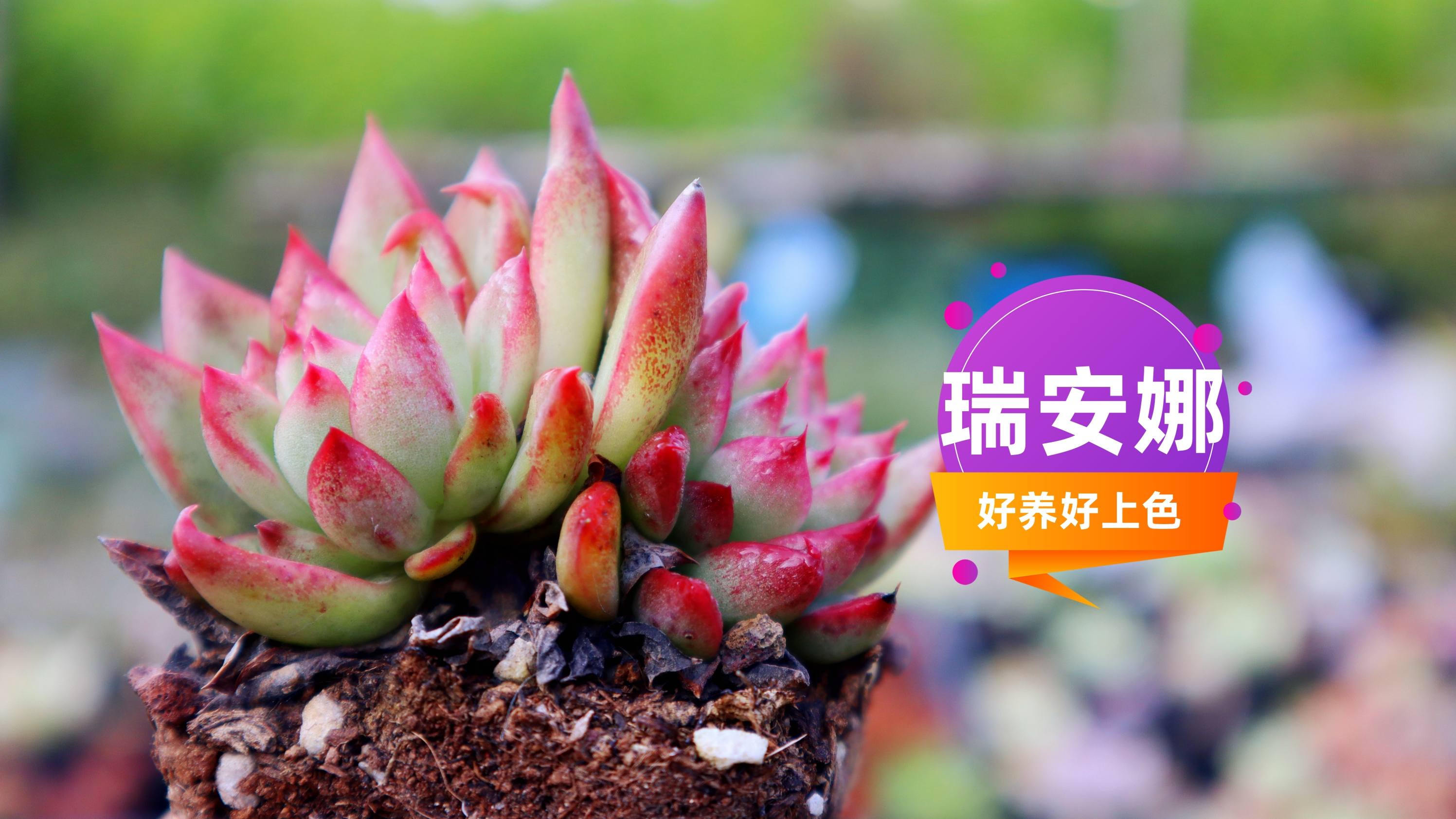 品种推荐015 弗洛瑞安娜 好养好上色但是皮薄的多肉