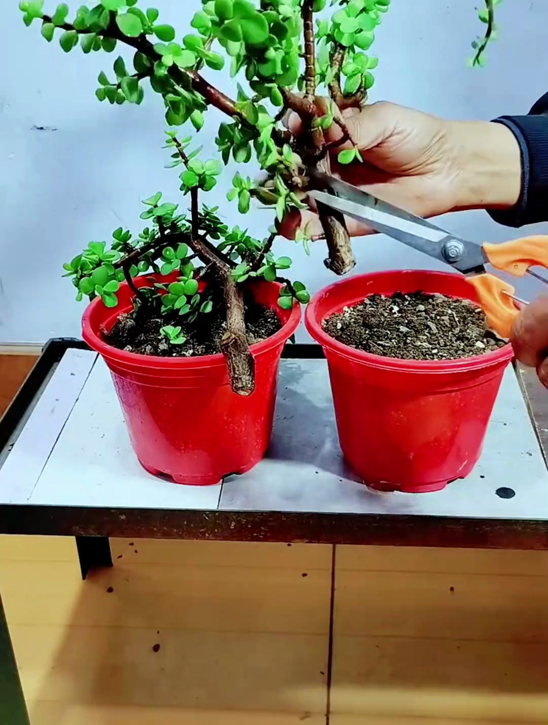 金枝玉叶老枝条初剪做扦插,成活率高操作还简单,你也试试!