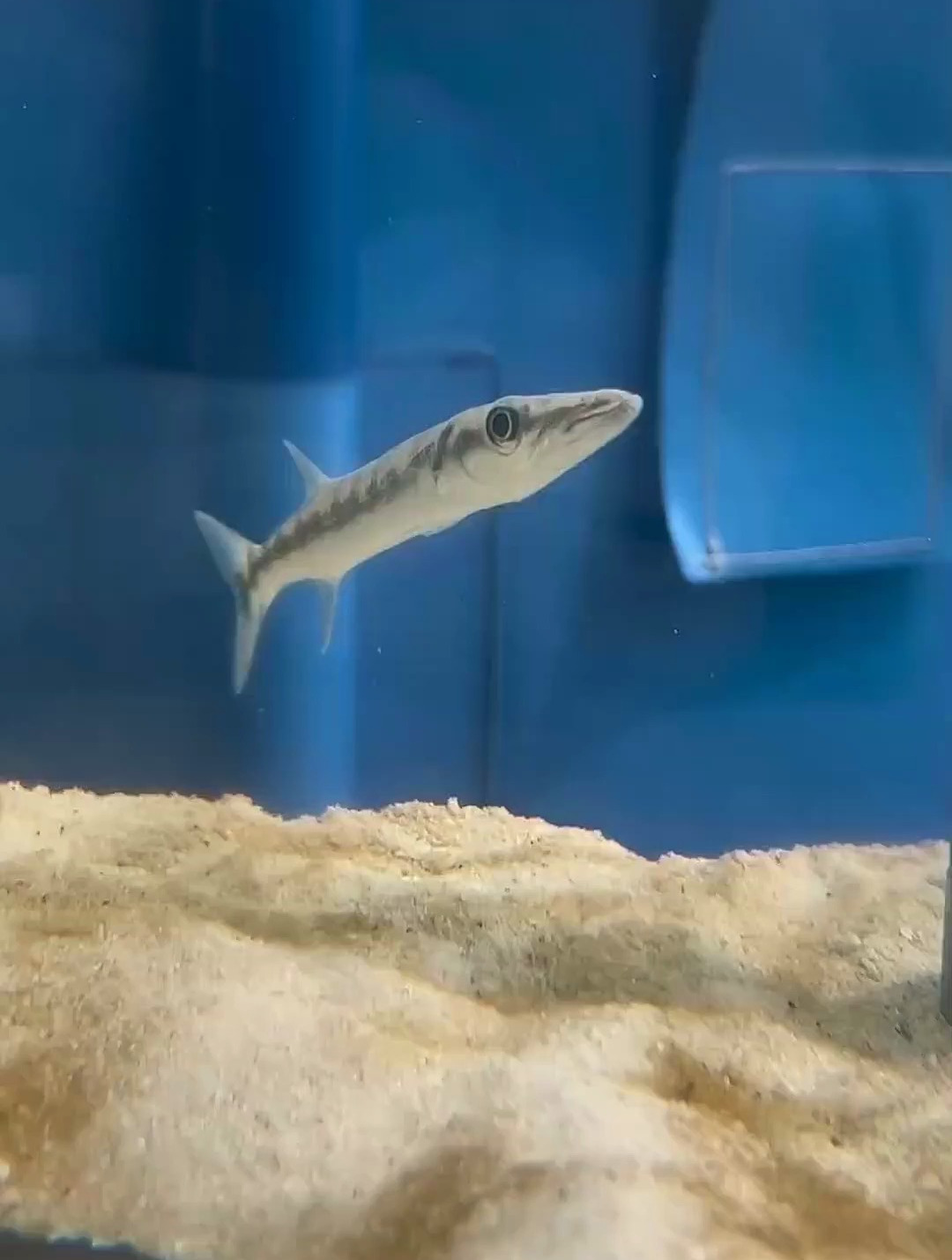 海狼 鳄雀鳝 海洋生物