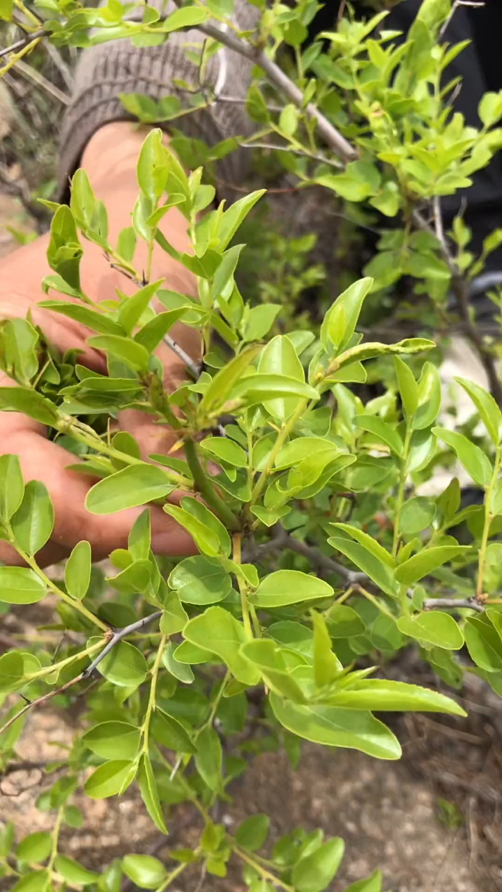 这万亩的荒山长出了这嫩嫩的酸枣芽生机勃勃的真好