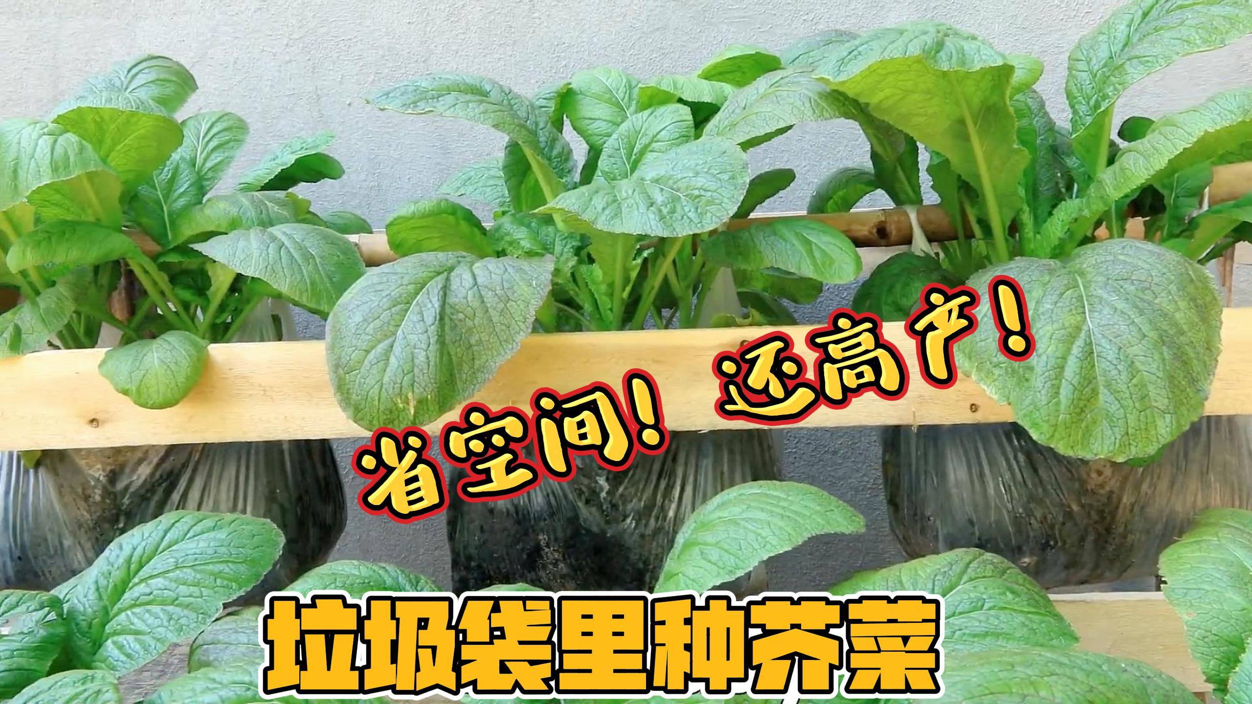 在垃圾袋里种植芥菜,不但省空间而且还高产,方法简单值得一试!